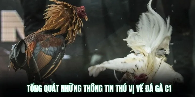 Tổng quát những thông tin thú vị về đá gà c1