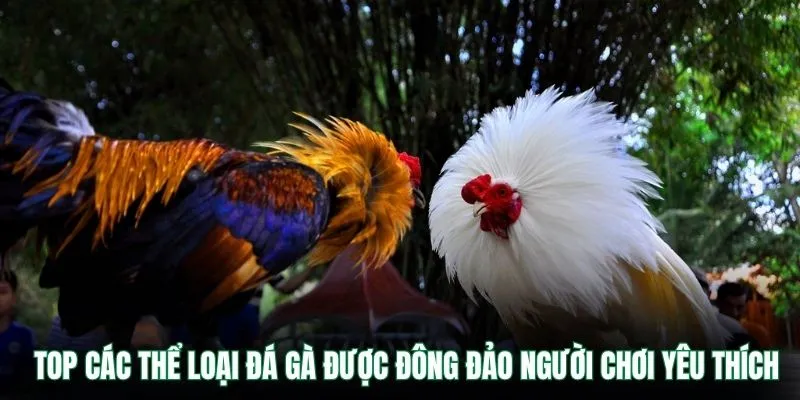 TOP các thể loại đá gà được đông đảo người chơi yêu thích