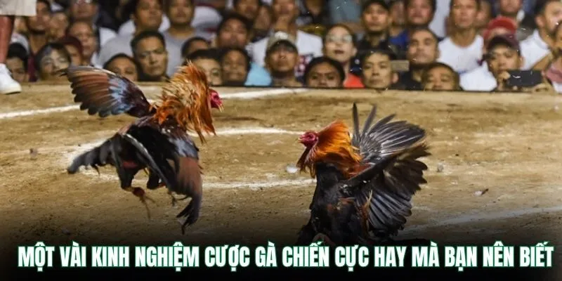 Một vài kinh nghiệm cược gà chiến cực hay mà bạn nên biết