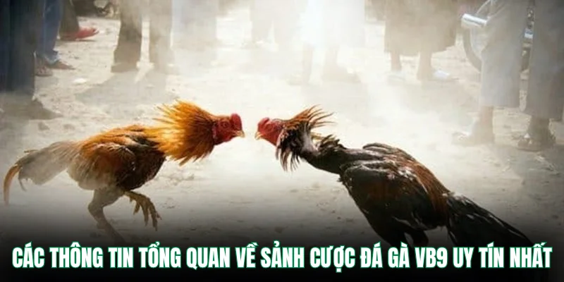 Các thông tin tổng quan về sảnh cược đá gà VB9 uy tín nhất