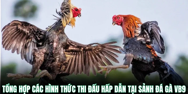 Tổng hợp các hình thức thi đấu hấp dẫn tại sảnh đá gà VB9