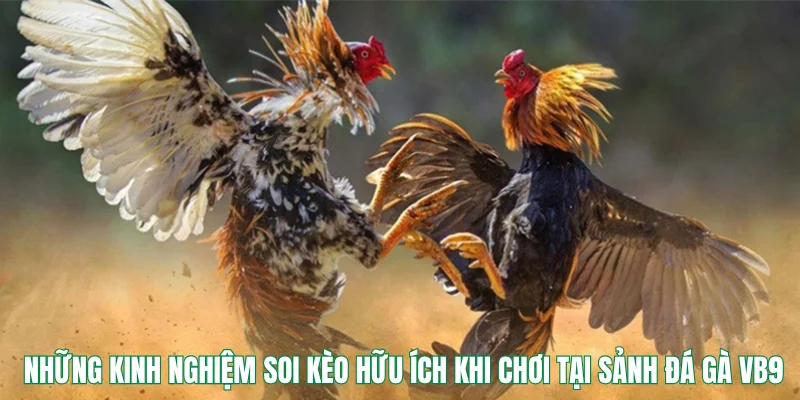 Những kinh nghiệm soi kèo hữu ích khi chơi tại sảnh đá gà VB9