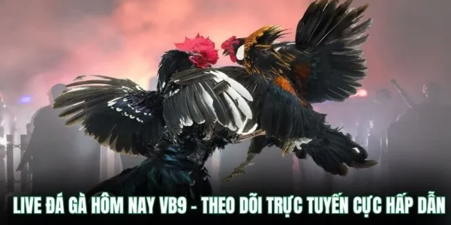 live đá gà hôm nay