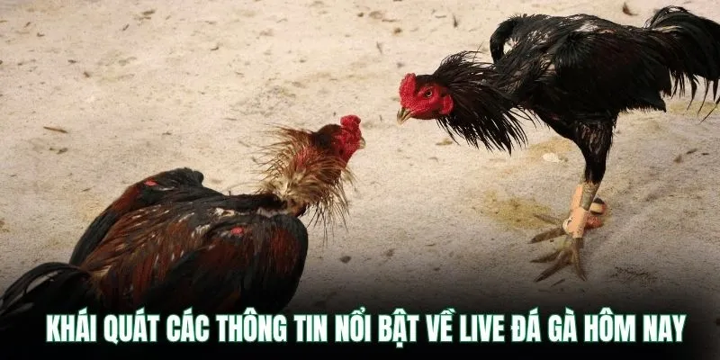 Live Đá Gà Hôm Nay VB9 – Theo Dõi Trực Tuyến Cực Hấp Dẫn 1 Khái quát các thông tin nổi bật về live đá gà hôm nay