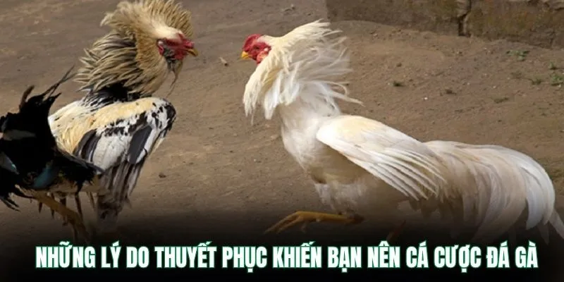 Live Đá Gà Hôm Nay VB9 – Theo Dõi Trực Tuyến Cực Hấp Dẫn 2 Những lý do thuyết phục khiến bạn nên cá cược đá gà