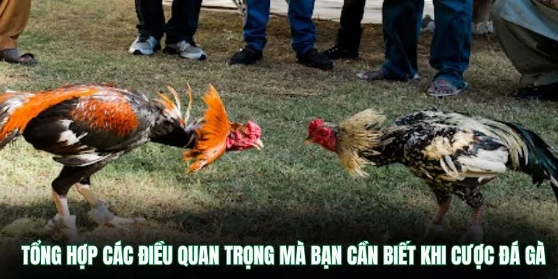 Live Đá Gà Hôm Nay VB9 – Theo Dõi Trực Tuyến Cực Hấp Dẫn 3 Tổng hợp các điều quan trọng mà bạn cần biết khi cược đá gà